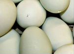 Яйца утинные на инкубацию ст-5