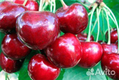 Саженцы черешни Крупноплодная