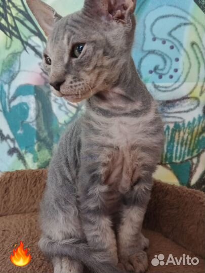 Котенок из семейства сфинксов