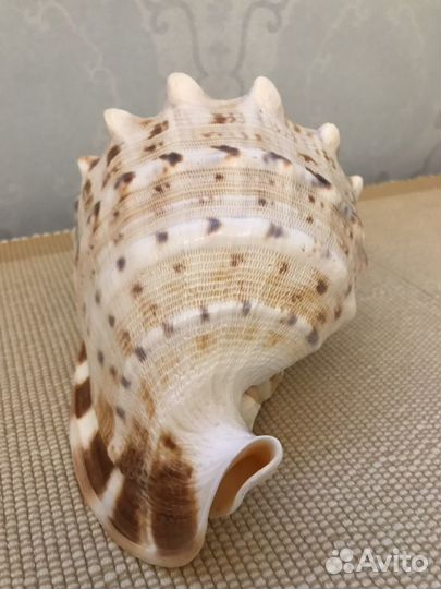 Ракушка морская для аквариума, очень красивая.Без