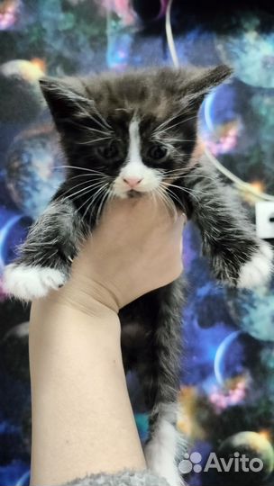Котята