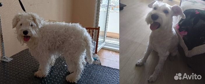 Услуги грумера, груминг, стрижка собак и кошек