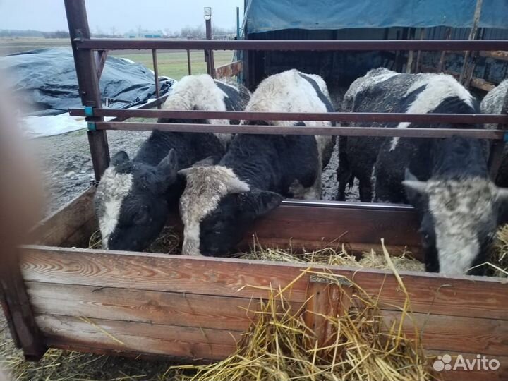 Быки на мясо живым весом