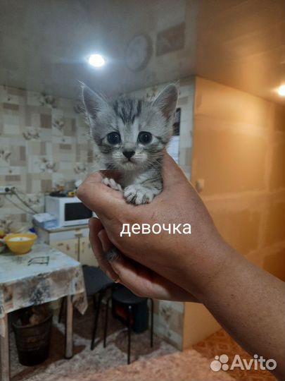 Кошки в добрые руки бесплатно