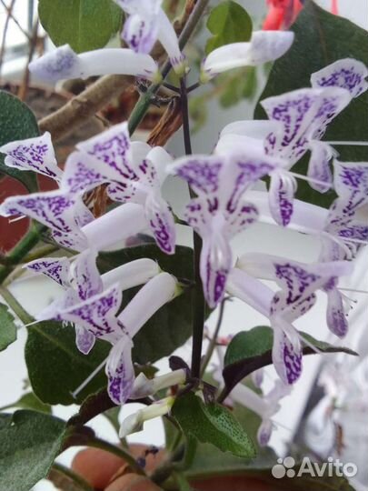 Мона ловандер плентокарпус