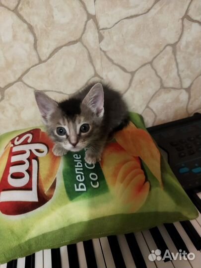 Абиссинские котята