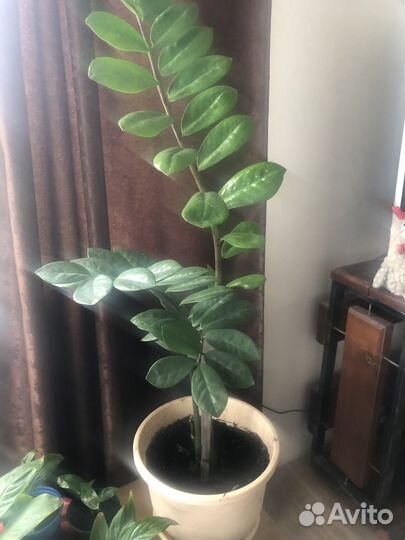 Замиокулькас