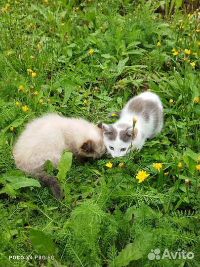 Котята в добрые руки