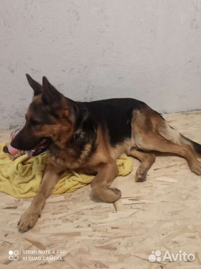 Немецкая овчарка вязка кабель