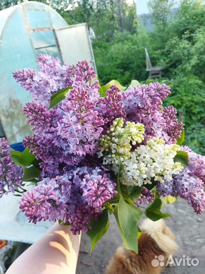 Сирень букет