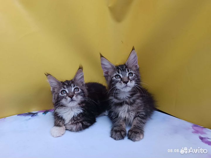 Мейн.кун разные окрасы от чемпионов