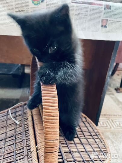 Котята в добрые руки бесплатно