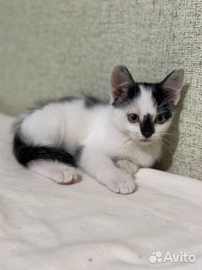 Котик 3 мес в доьрые руки