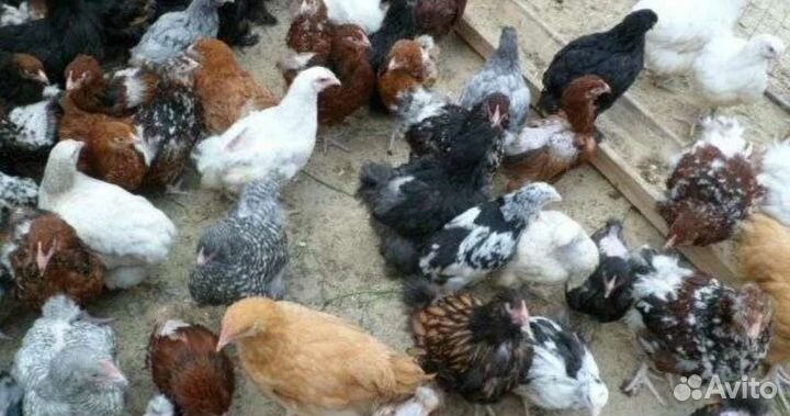 Цыплята подрощенные от пасхальных кур