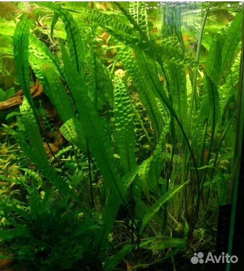 Аквариумное растение