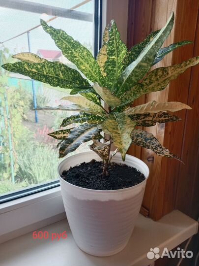 Комнатные растения