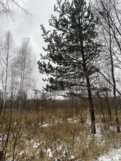 Участок 15 сот. (ИЖС)