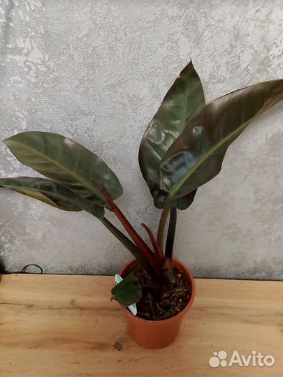 Филодендрон