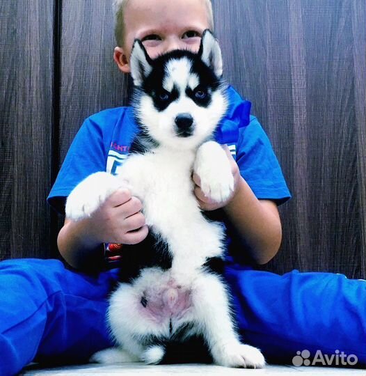 Хаски щеночки Разных окрасов для вас