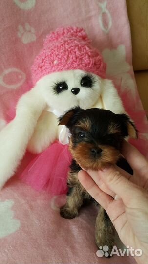 Щенки йорка.Ркф