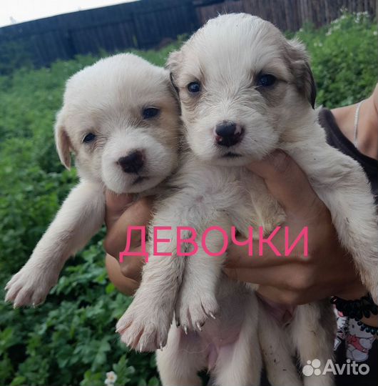 Щенки в добрые руки мальчики и девочки
