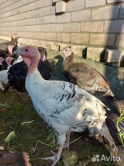 Индюшата подрощенные