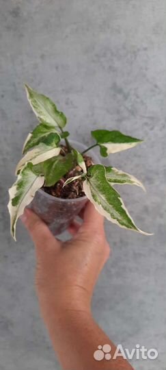 Сингониум т25, т03 компакта, нгуема лайма вар