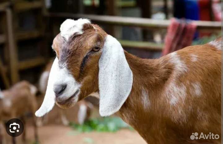 Молоко козье вкусное