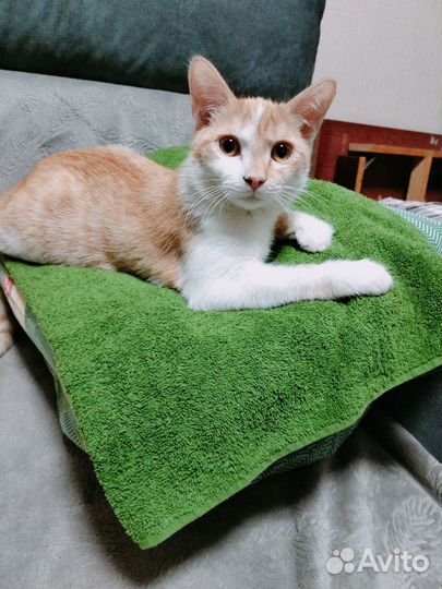 Котики бесплатно в добрые руки