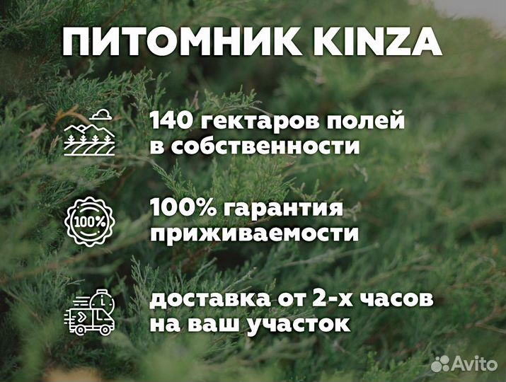 Туя 130 см