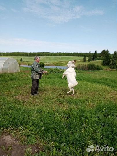 Продаётся козёл