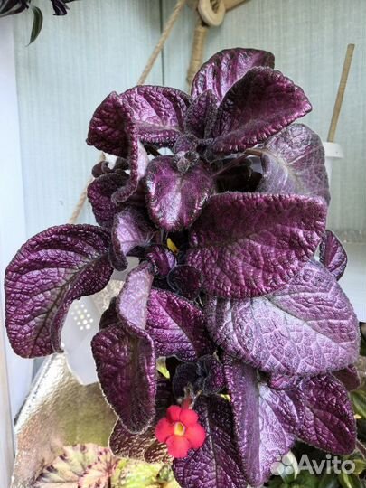 Эписции список обновлён 01.04.23