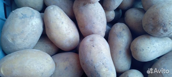 Картофель домашний