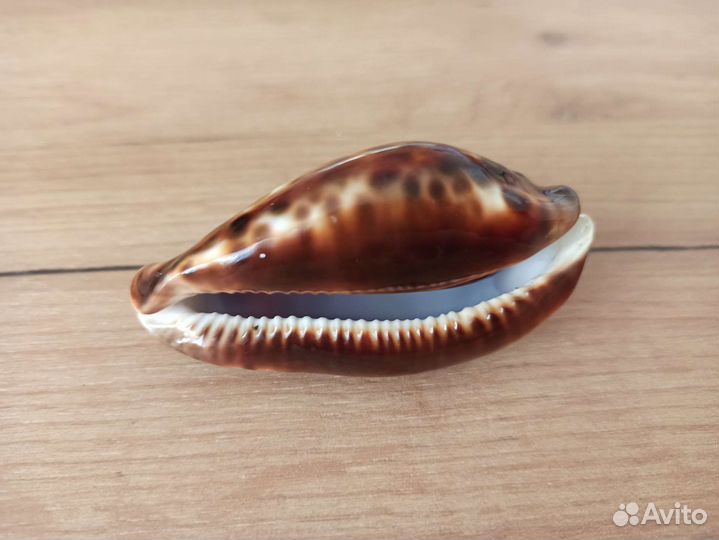 Морская раковина