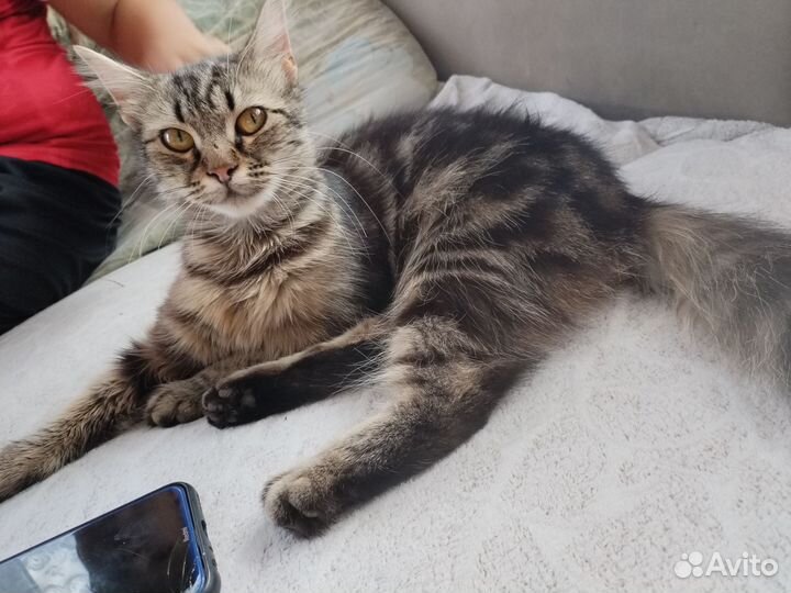 Кошка- подросток (М) девочка