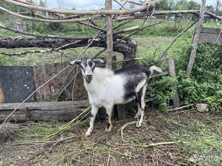 Козлята, коза