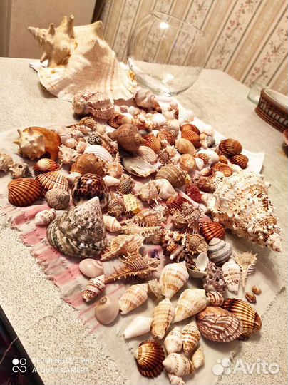Коллекция морских ракушек