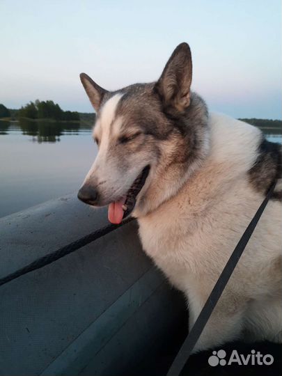 Собаки бесплатно в добрые руки