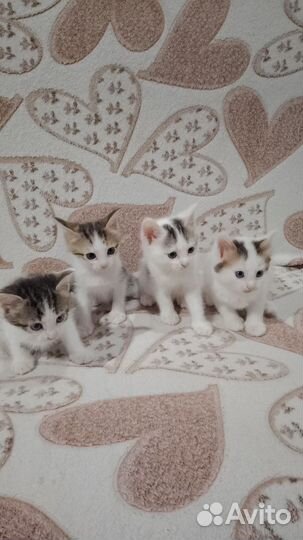 Отдам котенка в добрые руки