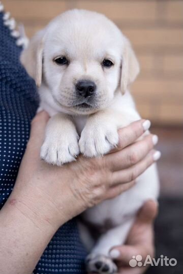 Щенки лабрадора