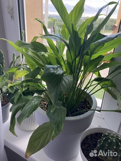 Спатифиллум