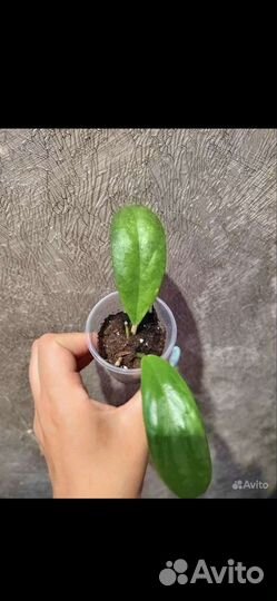 Хойя инкрассата Мун Шадоу