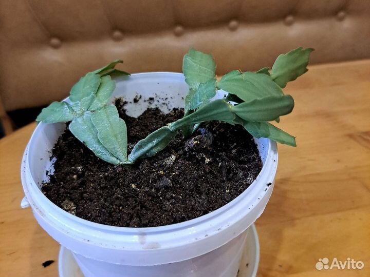 Декабрист шлюмбергера