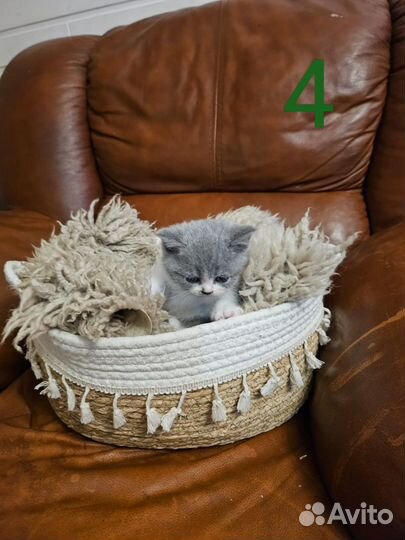 Британские котята короткошёрстная роз продажа