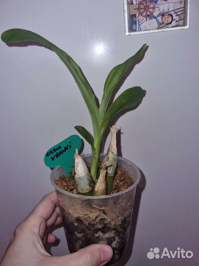 Орхидеи морковки, катасетум