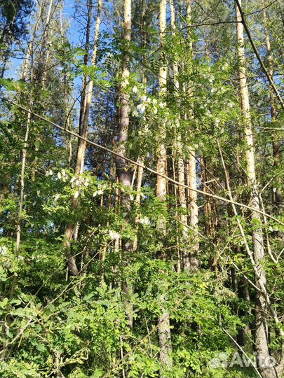 Цветки белой акации бузины черной