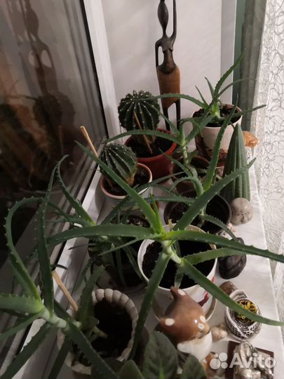 Алоэ столетник