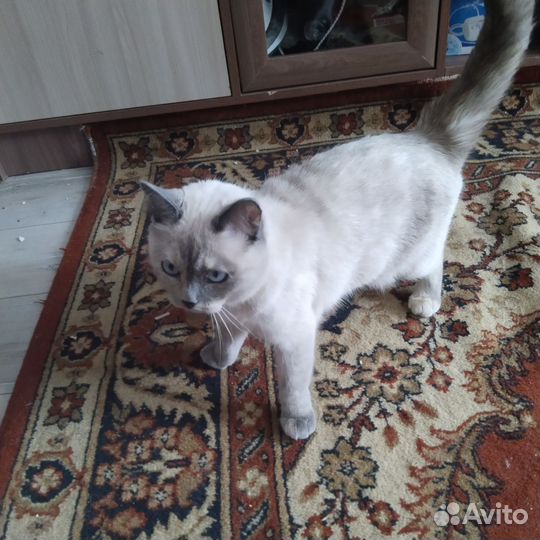 Отдам кошку