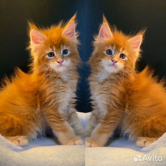 Мейн-кун полидакт