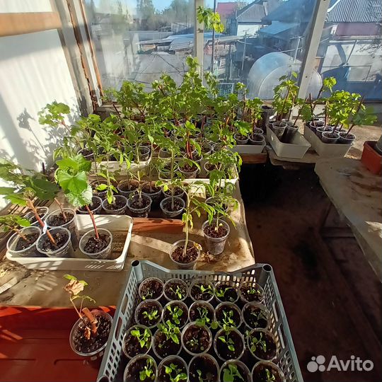 Саженцы винограда
